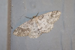 Melanolophia imitata