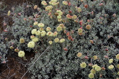 Eriogonum douglasii