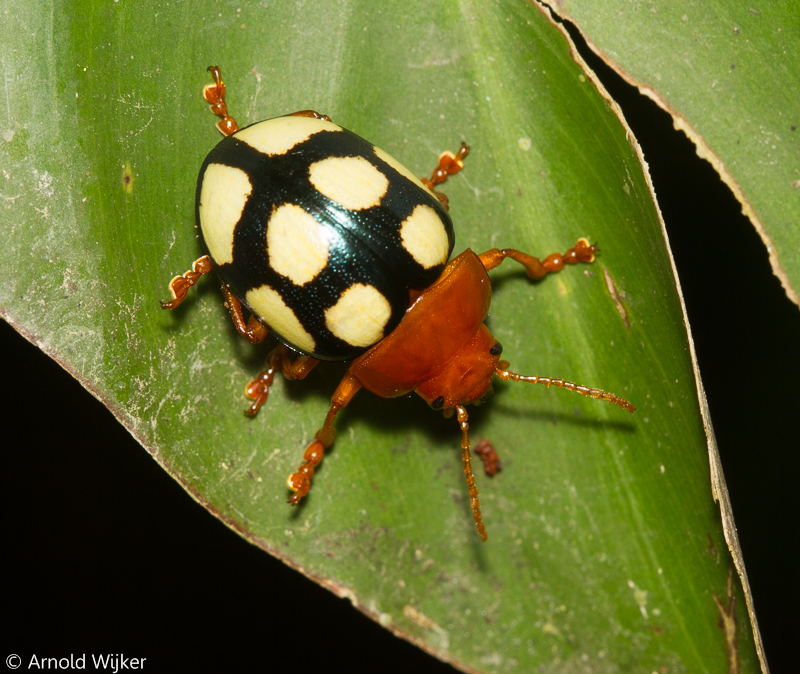 Platyphora testudo (Coleoptera of Loreto, Peru) · iNaturalist