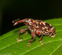 Heilipus