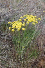 Lomatium triternatum brevifolium