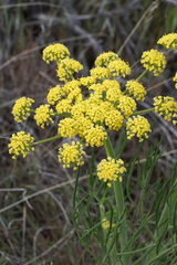 Lomatium triternatum brevifolium