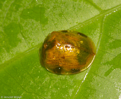 Exestastica ignobilis