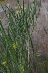 Lomatium triternatum brevifolium