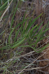 Lomatium triternatum brevifolium