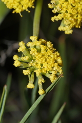 Lomatium triternatum brevifolium