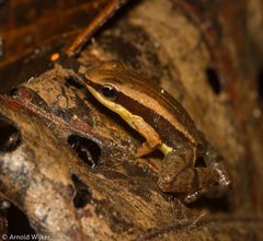 Three-Striped Rocket Frog photo 2