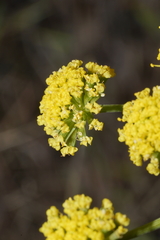 Lomatium triternatum brevifolium