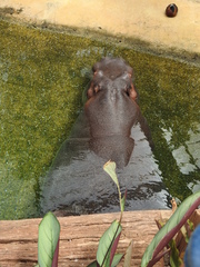 Hippopotamus