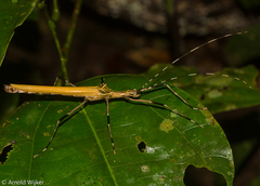 Pseudophasma blanchardi