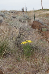 Lomatium triternatum brevifolium