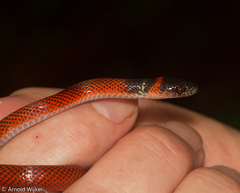 Oxyrhopus melanogenys