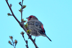 Haemorhous mexicanus