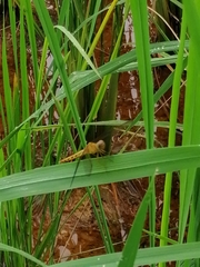 Neurothemis fluctuans