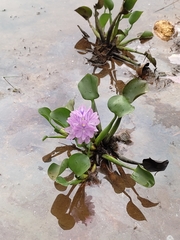 Pontederia crassipes