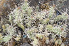 Opuntia × columbiana