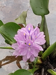 Pontederia crassipes