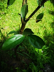 Cinnamomum osmophloeum