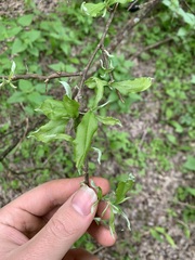 Sideroxylon lycioides