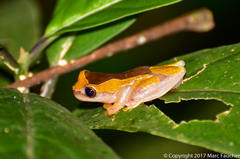 Dendropsophus triangulum