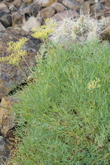 Lomatium laevigatum