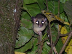 Didelphinae