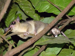 Didelphinae