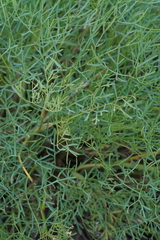 Lomatium laevigatum