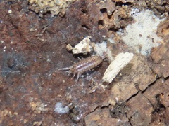 Chaetophiloscia sicula