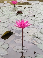 Nymphaea rubra