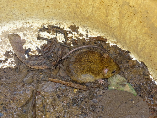 Maracaju Rice Rat (Cerradomys maracajuensis) — Least Concern Mammalia