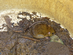Maracaju Oryzomys photo 1