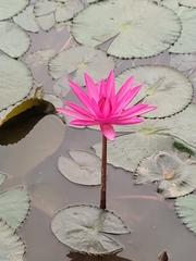 Nymphaea rubra