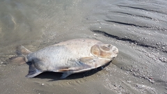 Colossoma macropomum