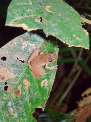 Pristimantis dundeei