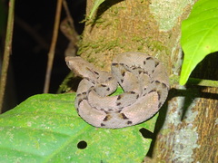 Bothrops moojeni