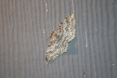 Melanolophia imitata