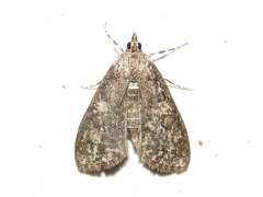 Palpita arsaltealis