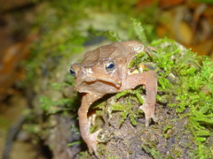 Rhinella scitula