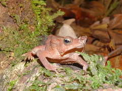 Rhinella scitula
