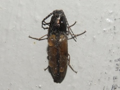 Corymbitodes tarsalis