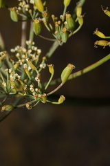 Lomatium laevigatum