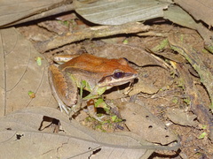 Leptodactylus elenae
