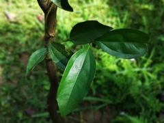 Cinnamomum osmophloeum