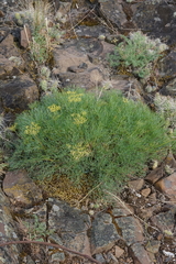 Lomatium laevigatum