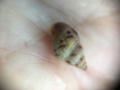 Amphissa versicolor