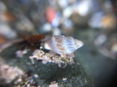 Amphissa versicolor