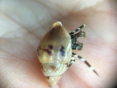 Amphissa versicolor