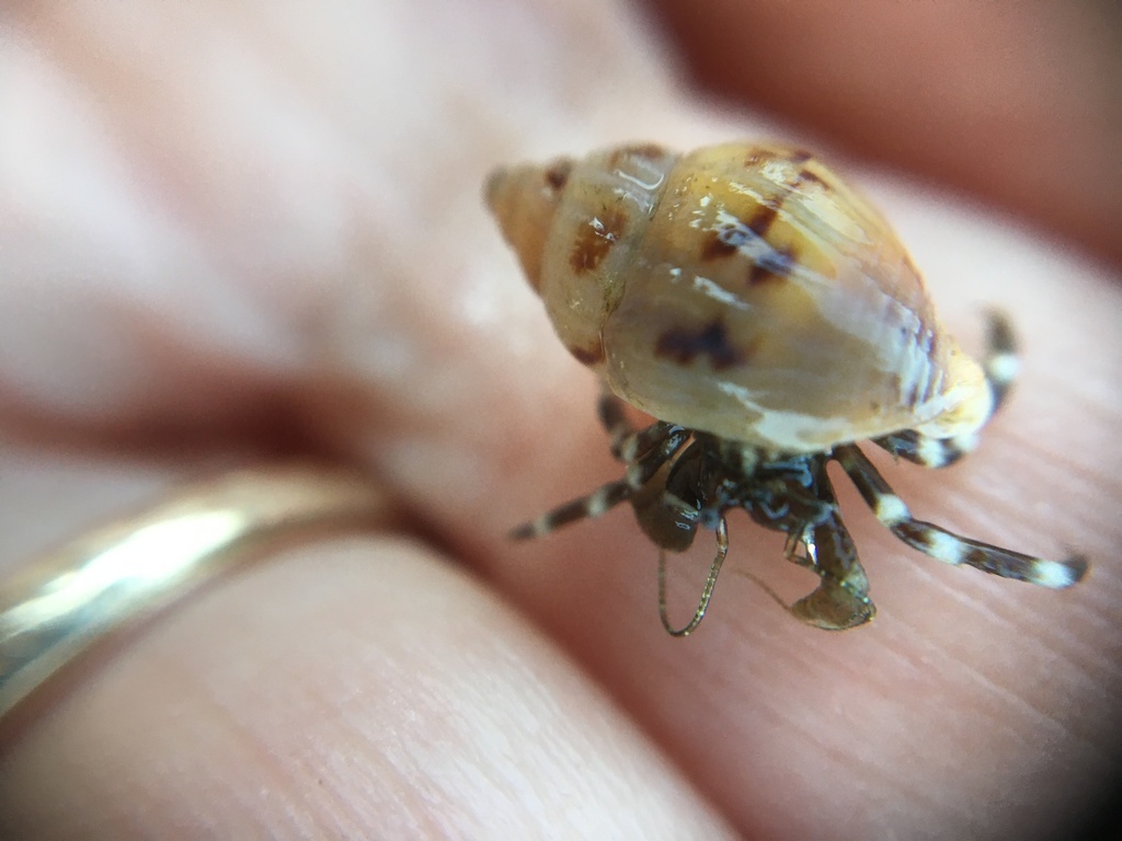 Ventura Hermit Crab
