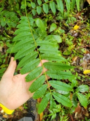 Zanthoxylum martinicense